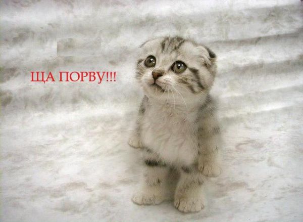 http://anafor.ru/pics/animals/image/102.jpg